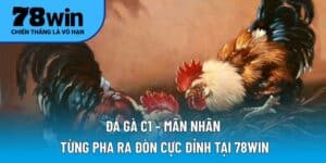 Đá gà C1